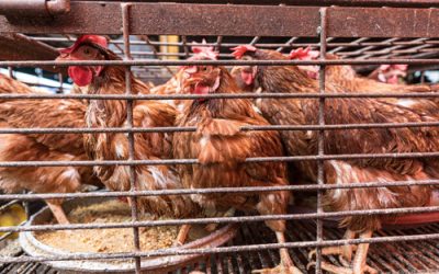 Méga élevages : le décret scandaleux du gouvernement publié en catimin